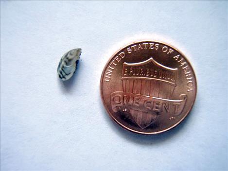 A tiny zebra mussel is found at a check station, attached to the hull of a boat.