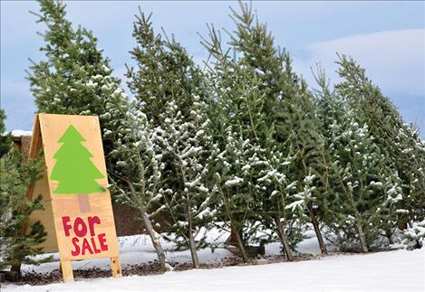 Christmas trees sold at the club.