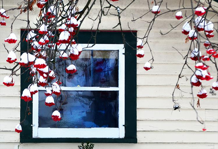 Snow-capped mountain ash berries hang tight to branches despite the sub-zero temperatures.