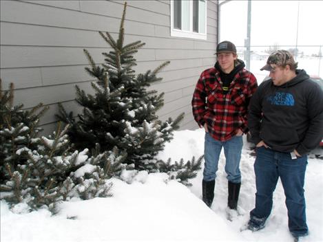 Polson High seniors Bryce Henning and Justin Young recently helped deliver blue spruce Christmas trees to local families.