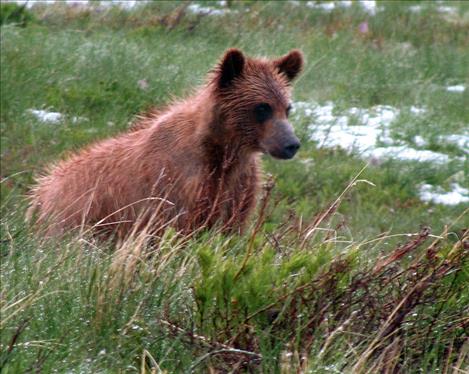 Bluto, a grizzly in the Mission range, fathered 17 cubs with seven mothers.