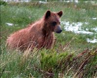 Grizzly population doing well in Northwest Montana