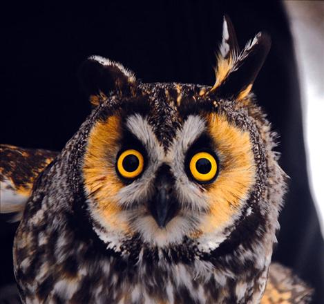 “Who are you looking at?” a long-eared owl seems to ask. His long ears are not really ears, but feather tufts that help him camouflage himself while he sleeps.