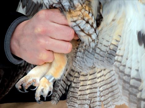 A long-eared owl’s fluffy feet sports talons to grasp prey, such as voles.