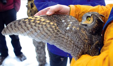 A combination of barbs along the boney edge of the long-eared owl’s wing, the wing’s shape, velvety texture on top, and a fringe border on the feather edge of the wing make long-eared owls aerodynamic, able to fly slowly and almost silently. 