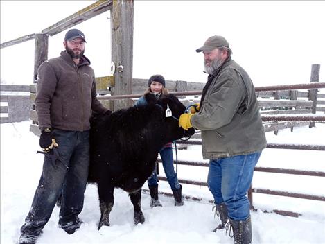 Matt Herried, left, and Tim Herried, market committee volunteers, help Cadence Schweigert during weigh-in at the Mission Valley Stockyards on Jan. 14.