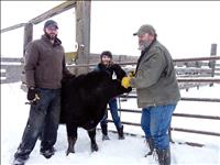 4-H market beef project members weigh in steers to begin their year
