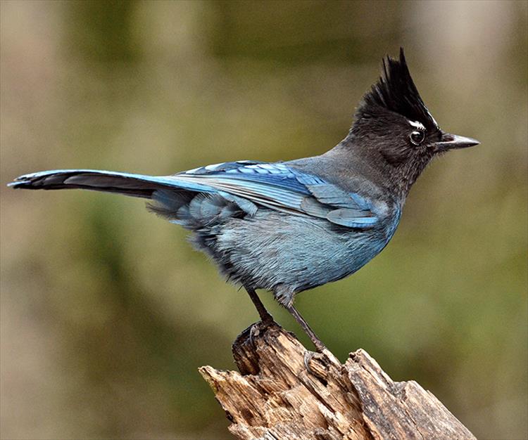 According to the Audobon Society, the Stellar's Jay is a common bird of western forests and is most numerous in dense, coniferous mountain woods. Crows, magpies and jays are part of the same family of bird.