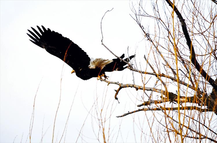 A bald eagle departs from its tree-top perch along a back road of St. Ignatius.