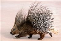 Where have all the porcupines gone?