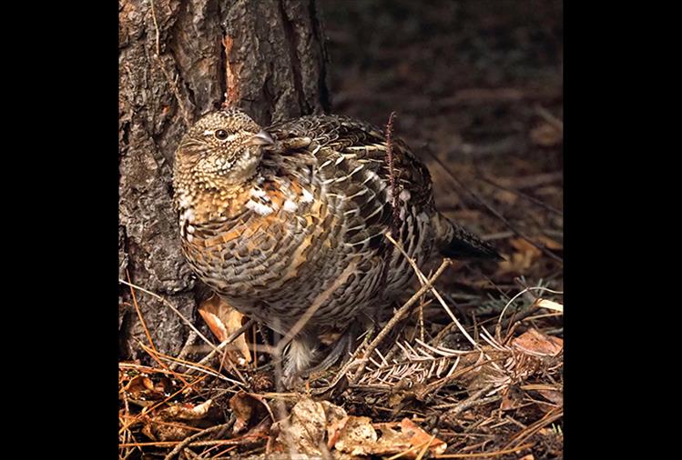 Ruffled grouse