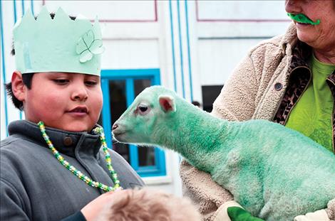 Green sheep from the Mission Mountain Sheep Dairy follow the parade route.