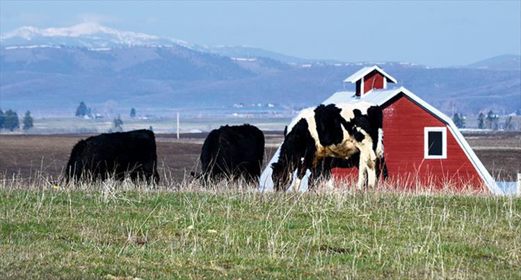 Cattle graze on nourishing spring grass on one of Mission Valley's first sunny spring days.