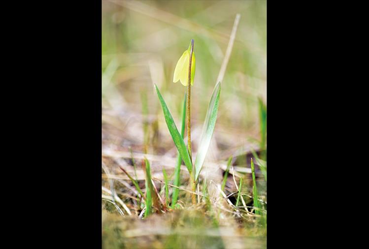 Wildflowers herald the arrival of spring.