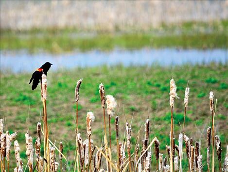 Red-winged blackbird