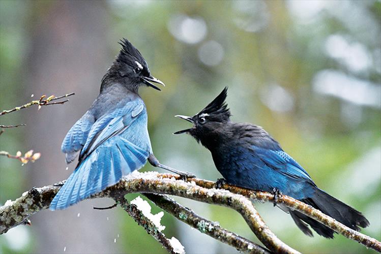 "... you say what?"  Two stellar jays engage in a lively conversation.