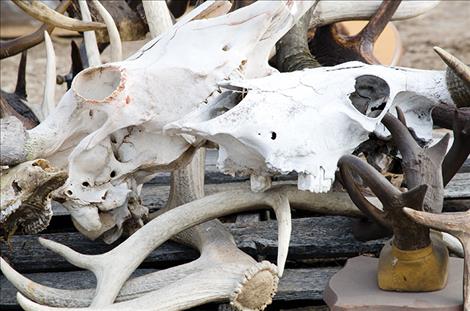 A collection of horns and antlers are displayed at the auction.