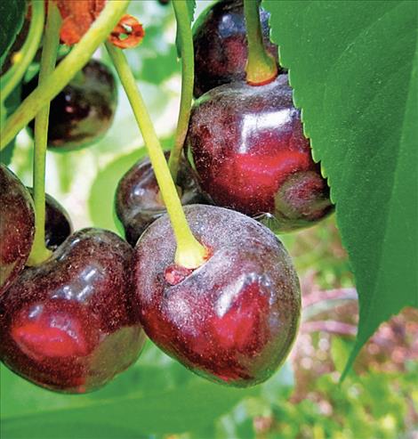 Cherries show a powdery mildew.