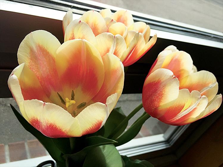 Tulips on the windowsill brighten a classroom in Linderman Elementary School.