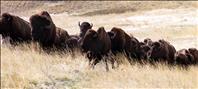 Bison range management changes course