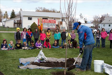 Cherry Valley elementary students watch as a new Autumn Blaze maple tree is planted on the west side of their school.