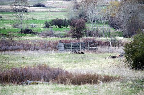 Two llamas lay in the field where they were shot.