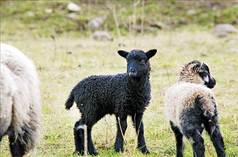 Sheep are left without protection from wildlife after Kathryn Yelsa’s llamas were killed.