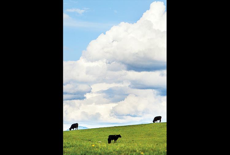 Cows softly graze out by Buffalo Bridge, Polson.