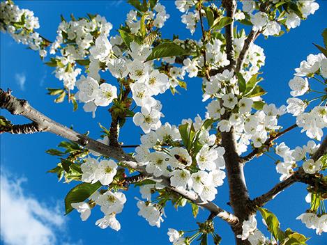 Busy bees on blossoms make up for lost time on a rare sunny day this spring.