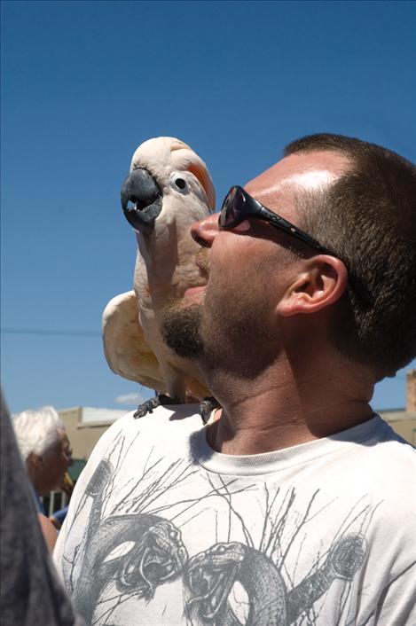 Perched on owner Gene Hulford's shoulder, Sammy the cockatoo celebrates his 25th birthday along with America's on July 4. In captivity, cockatoos can live to be older than 65.