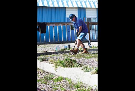 Dean  Furukawa  removes  weeds from  the Boys  and Girls  Club in  Ronan.