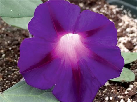 Heirloom morning glory called Grandpa Ott’s