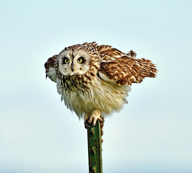 A short-eared owl almost seems to feign innocence as it concentrates on possible prey.