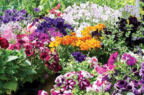 Petunias and marigolds gallore. 