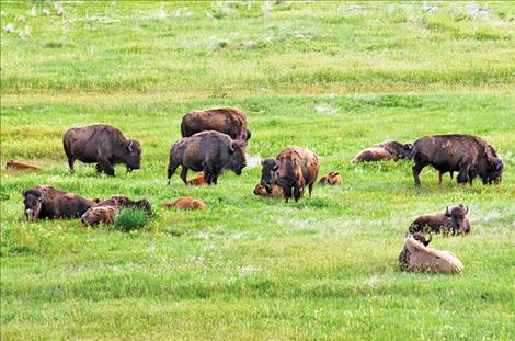 National Bison Range