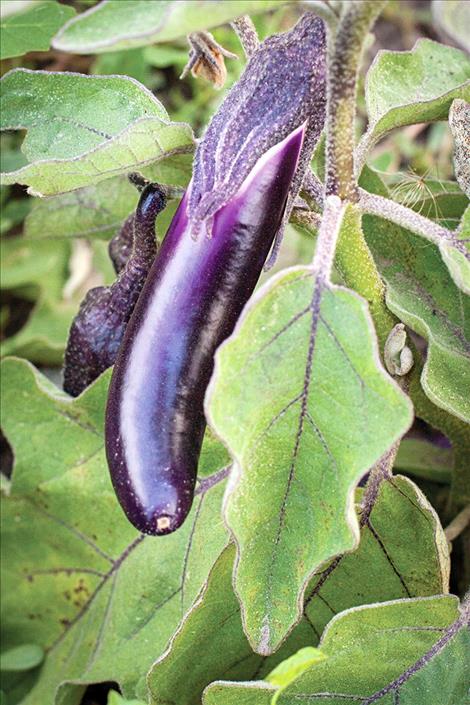 Moiese eggplant