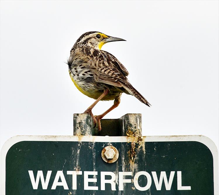 Fake news: A western meadowlark provides a playful joke by perching on a sign about waterfowl.