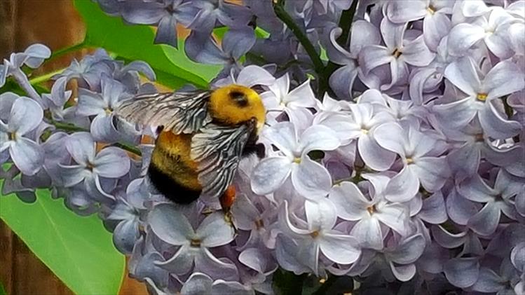 Busy bumble bee