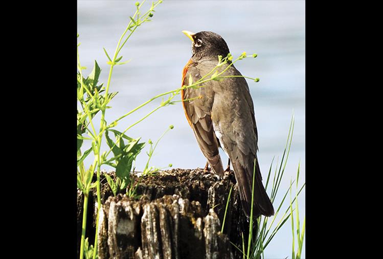 Harbinger of warm weather: The American Robin returns early to scout out his territory and sing his song, an annual melody harking the arrival of warmer weather during spring and summer.