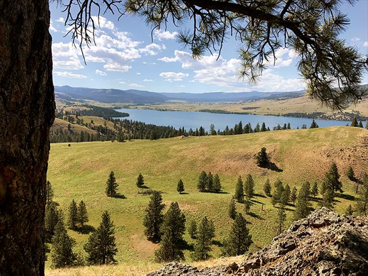 Picturesque: A pine tree frames a scenic hilltop view on Wildhorse Island.