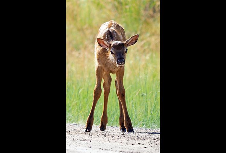 Long legs: Roughly 35 pounds at birth, elk calves grow to the size of a whitetail deer by the time they turn six months old.