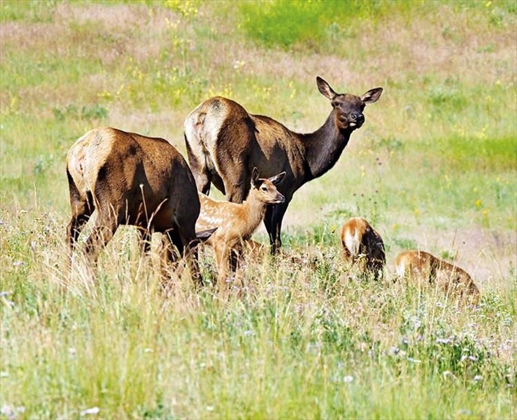 Family meal: A family of elk enjoys a sunny afternoon in a green pasture.