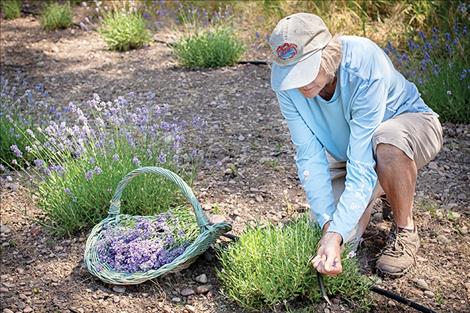 Eileen cuts the first bunches of the English varieties, (Munstead and Blue Hidcote, Lavandula Angustifolia). These yearling plants thrive in the arid heat of summer and will mature to full size within 3 years.