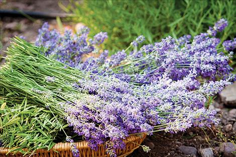 The taller French variety, (Grosso Hybrid, Lavandula Intermedia), will bloom in the follwoing weeks. Both varieties are excellent pollenators and can be used in numerous medicinal, culinary and crafting purposes. 