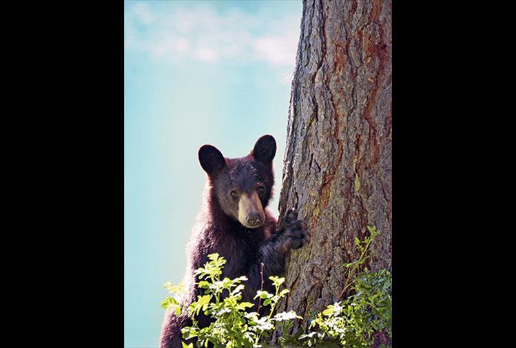 This young black bear was photographed last month dining on food that campers had left at their campsite at Mission Reservoir. Scavenging for food at campgrounds often leads to trouble for bears. Those who recreate are reminded to leave only footprints.