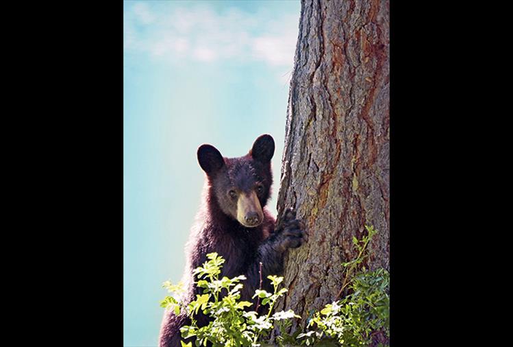 This young black bear was photographed last month dining on food that campers had left at their campsite at Mission Reservoir. Scavenging for food at campgrounds often leads to trouble for bears. Those who recreate are reminded to leave only footprints.