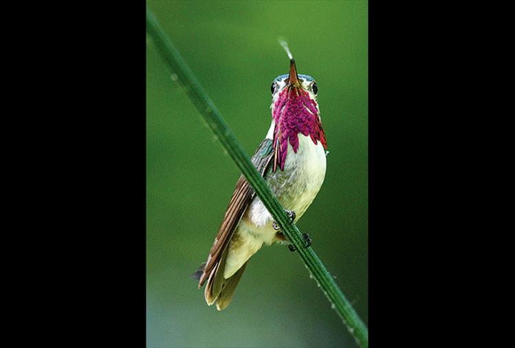 A Calliope Hummingbird tastes the air.