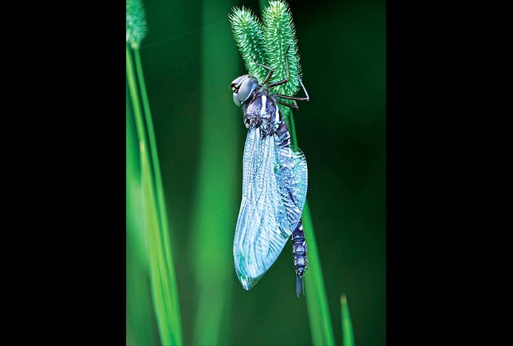 A blue darner dragonfly combs through some greenery long enough to be photographed.