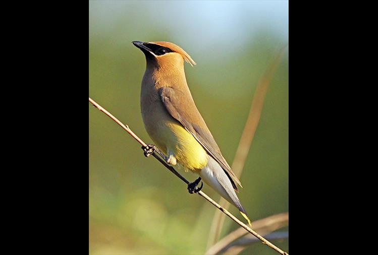 A Cedar Waxwing bird bathes in evening light at Mission Reservoir.