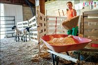 Lake County Fair: a culmination of year-long hard work